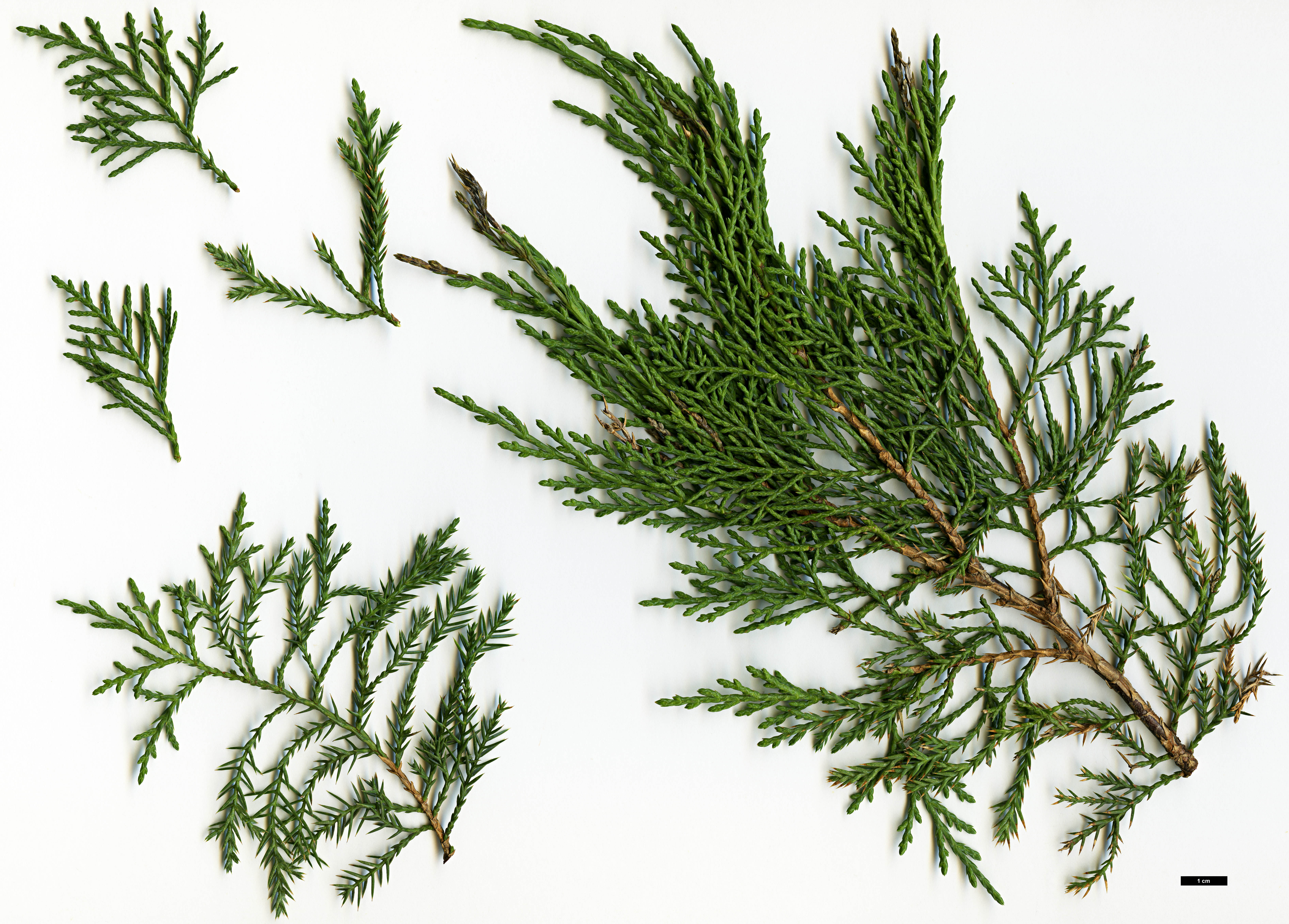 High resolution image: Family: Cupressaceae - Genus: Juniperus - Taxon: ×pfitzeriana (J.chinensis × J.sabinea)
